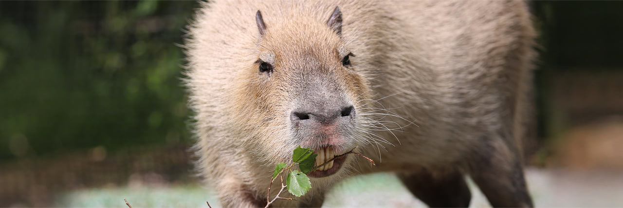 カピバラ - 富士サファリパーク 公式サイト