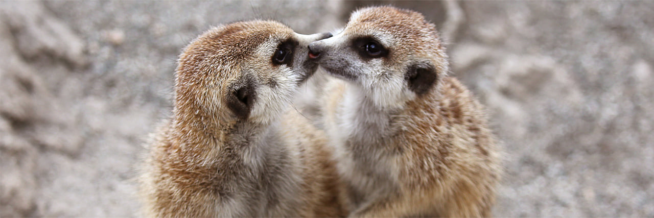 ミーアキャット - 富士サファリパーク 公式サイト