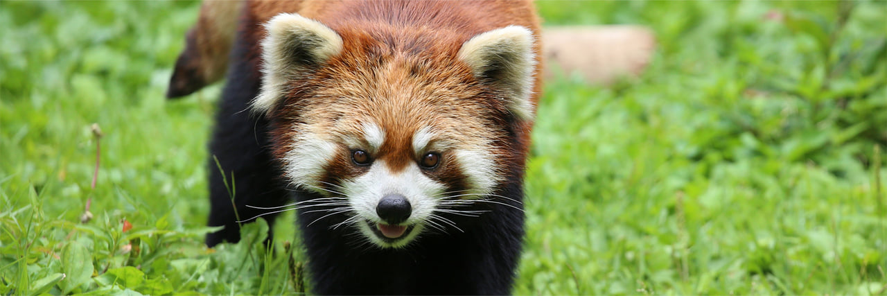 レッサーパンダ - 富士サファリパーク 公式サイト