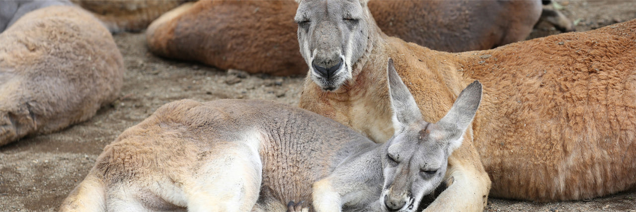 アカカンガルー - 富士サファリパーク 公式サイト
