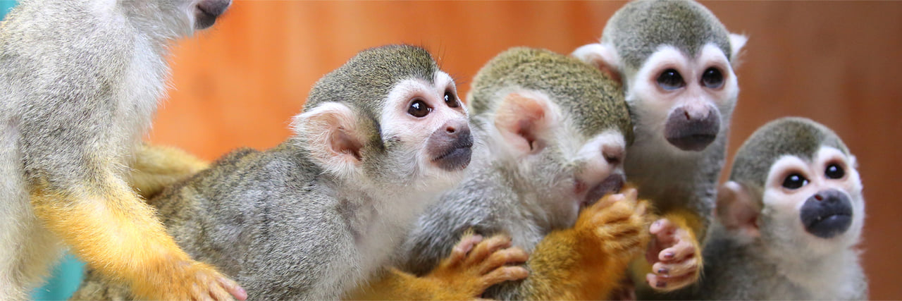 リスざる リスザルに赤ちゃん誕生！2組の親子を公開中！ - 富士サファリパーク