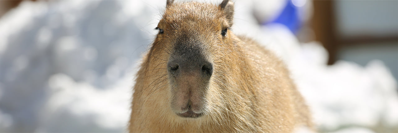 カピバラ - 富士サファリパーク 公式サイト