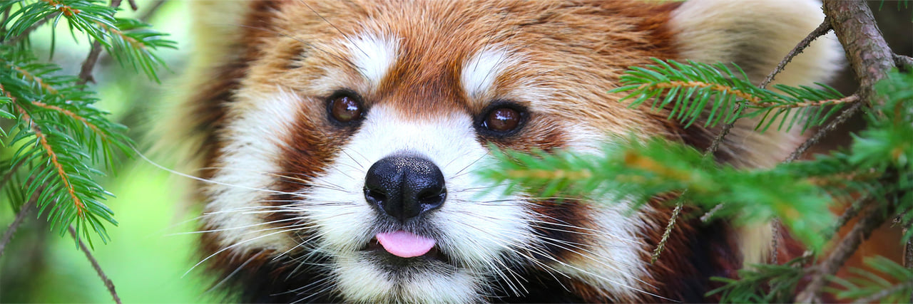 レッサーパンダ - 富士サファリパーク 公式サイト