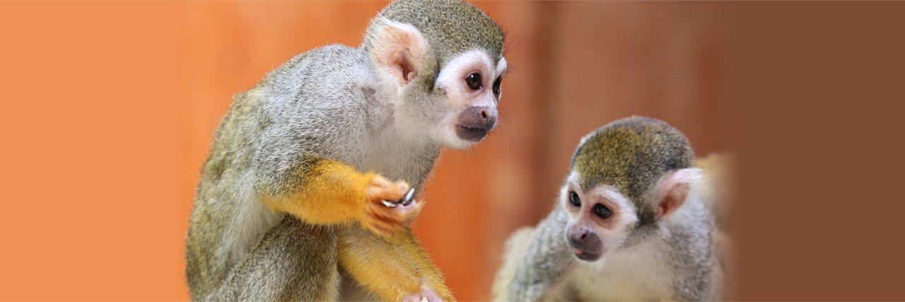 リスざる リスザルが来ました！！ | ZOOオフィシャルブログ