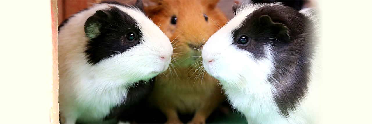 モルモット - 富士サファリパーク 公式サイト