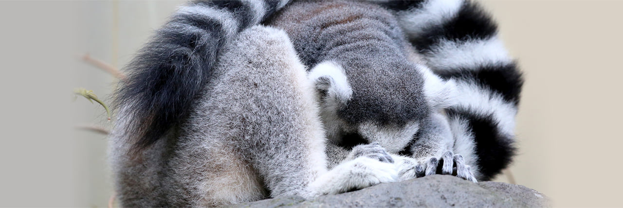 ワオキツネザル - 富士サファリパーク 公式サイト