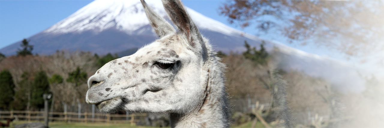 ラマ - 富士サファリパーク 公式サイト