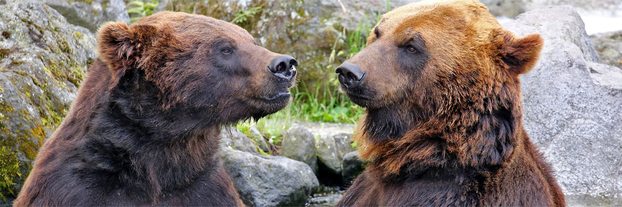 クマクマ ヒグマ - 富士サファリパーク 公式サイト