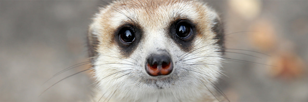 ミーアキャット - 富士サファリパーク 公式サイト