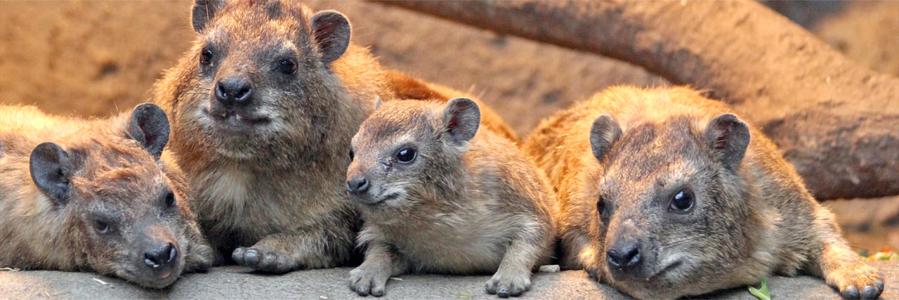 ケープハイラックス - 富士サファリパーク 公式サイト