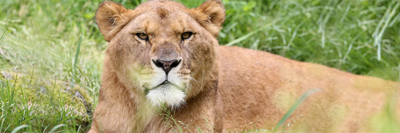 ライオン - 富士サファリパーク 公式サイト