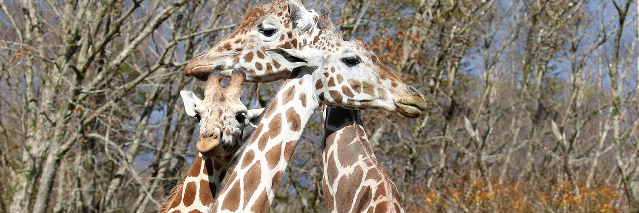 キリン - 富士サファリパーク 公式サイト