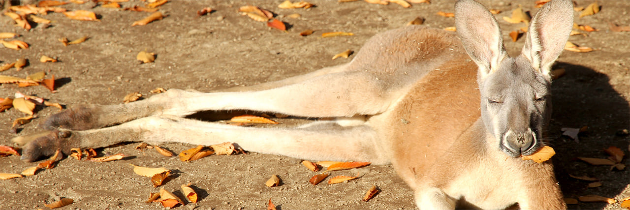 アカカンガルー - 富士サファリパーク 公式サイト