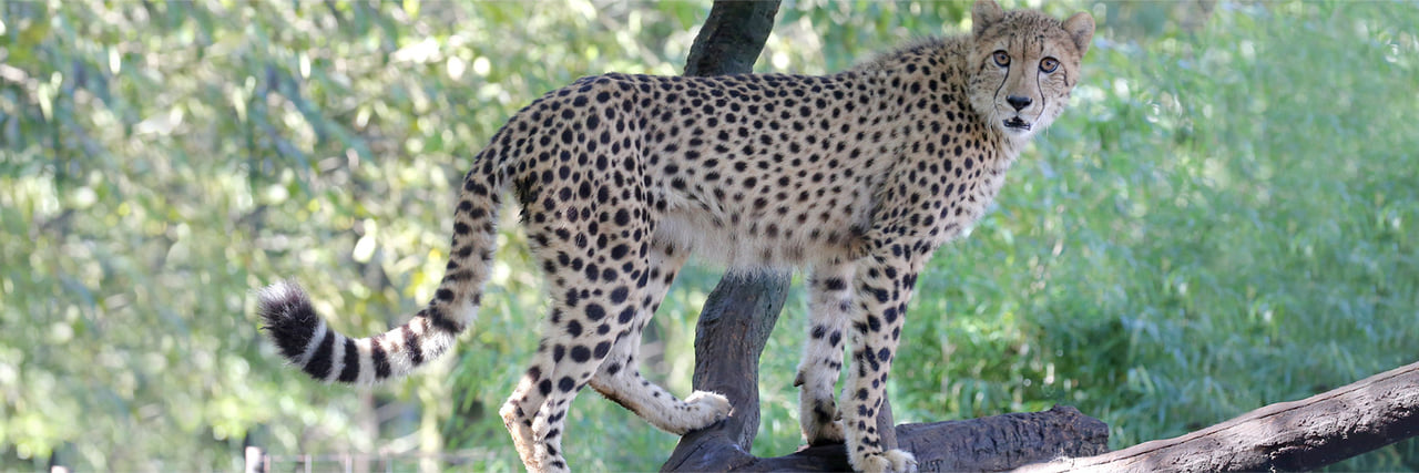 チーター - 富士サファリパーク 公式サイト