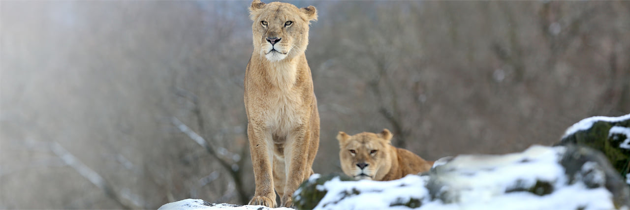 ライオン - 富士サファリパーク 公式サイト