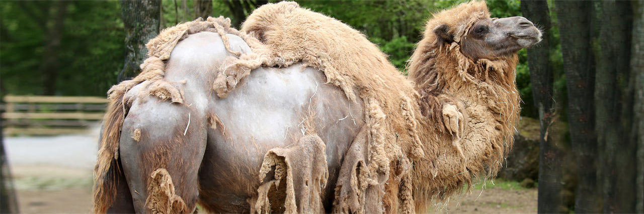 フタコブラクダ - 富士サファリパーク 公式サイト