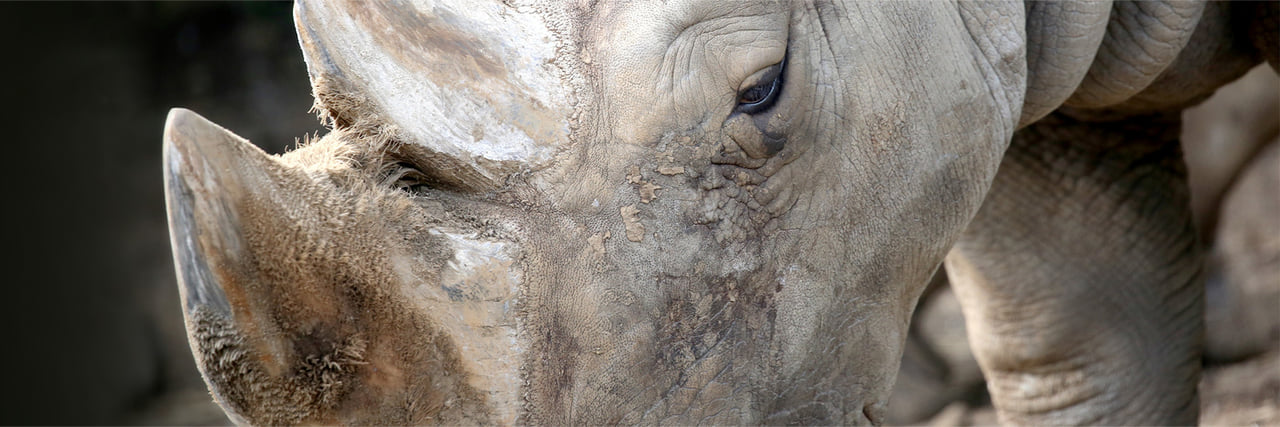 シロシロシロ シロサイ - 富士サファリパーク 公式サイト