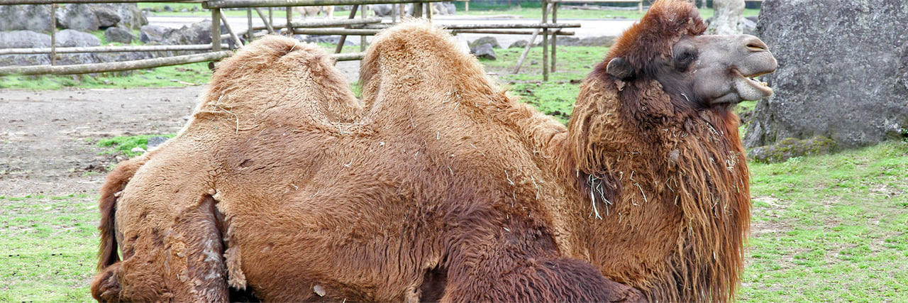 フタコブラクダ - 富士サファリパーク 公式サイト