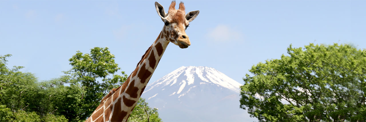 ハーマン■1950&#39;s Giraffe 26cm■麒麟/キリン■HERMANN キリン ぬいぐるみ S GIRAFFE | 富士サファリパーク