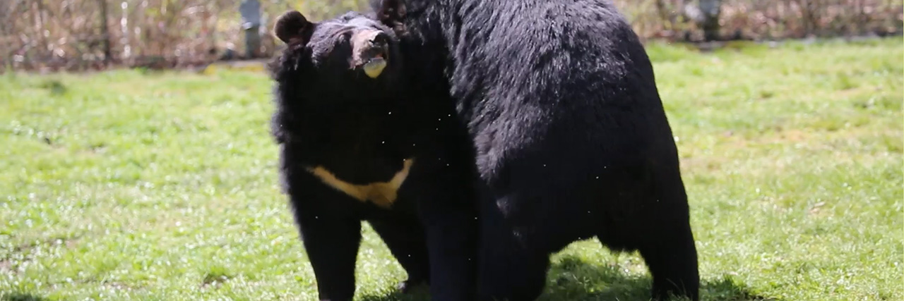 ヒマラヤグマ - 富士サファリパーク 公式サイト