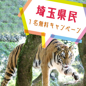 記事「埼玉県民1名無料キャンペーン(11月1日から)」の画像