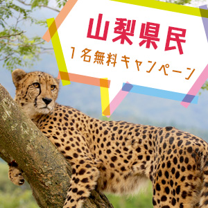 記事「山梨県民1名無料キャンペーン(11月1日から)」の画像