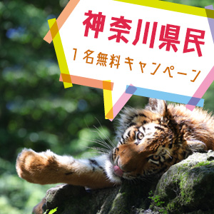 記事「神奈川県民1名無料キャンペーン(3月19日から)」の画像