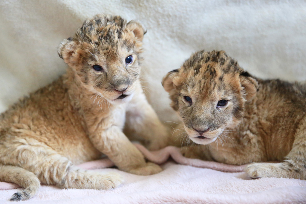 ライオンの赤ちゃんが誕生 富士サファリパーク 公式サイト