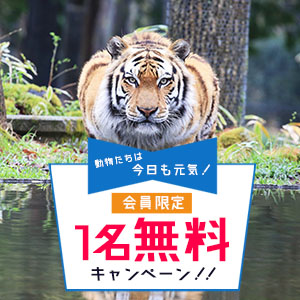記事「会員限定 1名無料キャンペーン(5月31日まで)」の画像