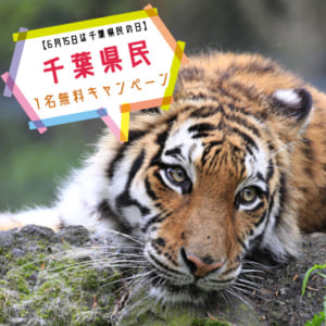 記事「千葉県民1名無料キャンペーン(6月1日から)」の画像