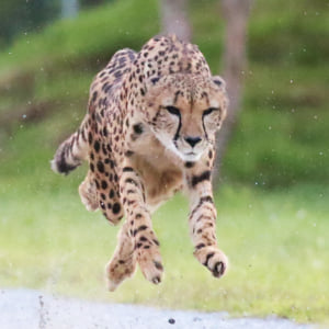 記事「チーターが走る姿を観察できる「チーターラン・プラス」」の画像