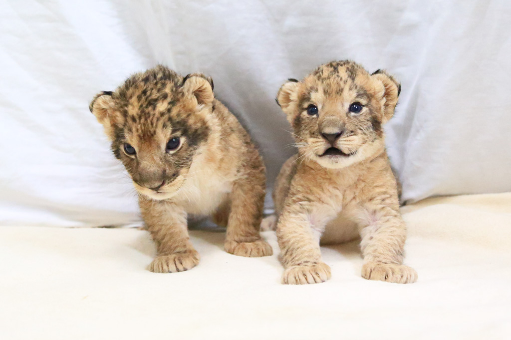ライオンの赤ちゃんが誕生 富士サファリパーク 公式サイト