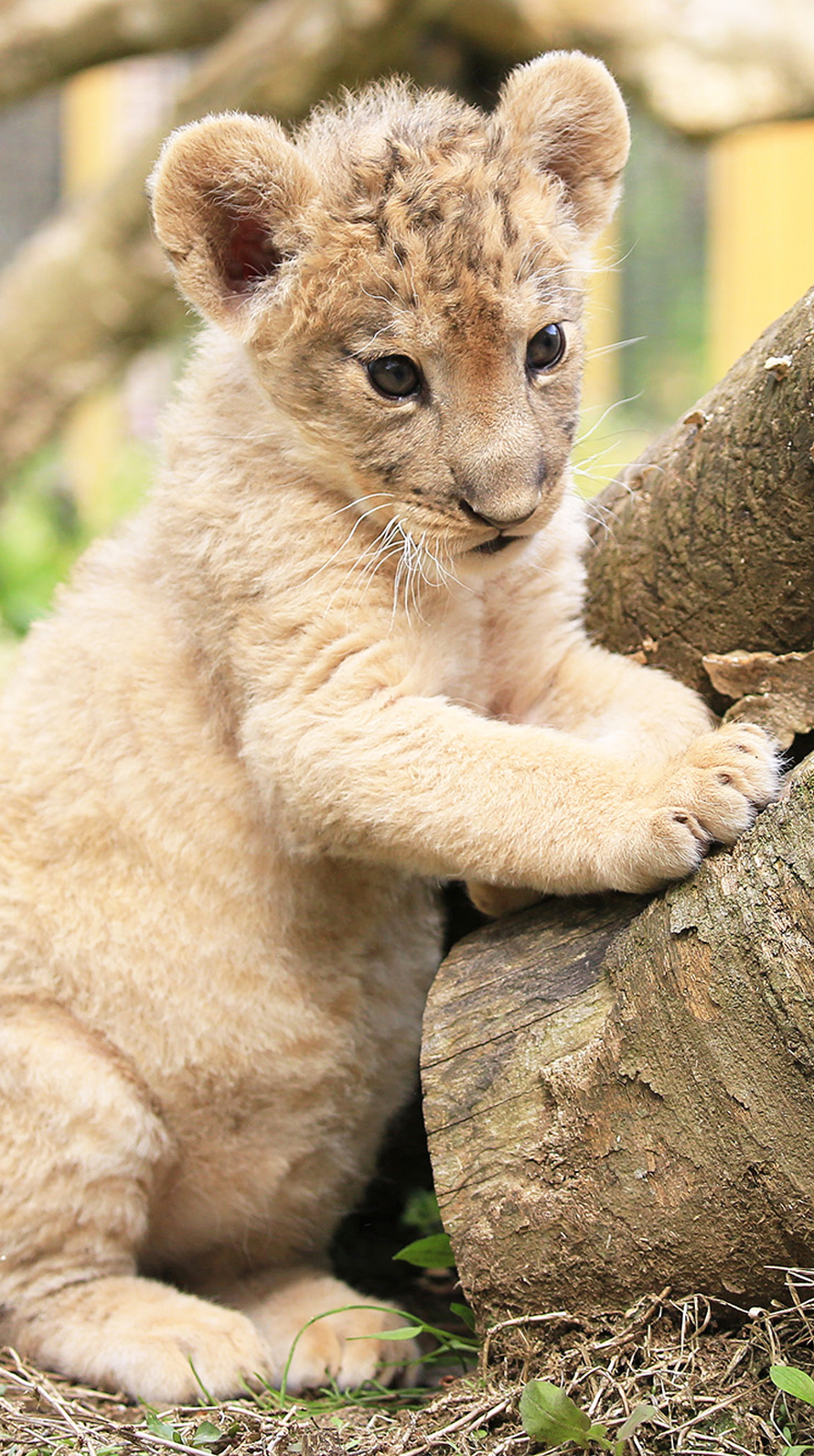 ラブリーiphone チーター 壁紙 最高の壁紙コレクション
