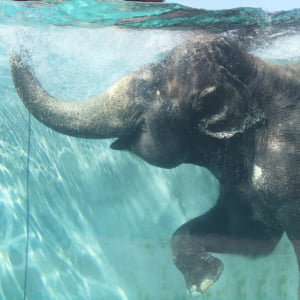 記事「日本でここだけ!「水中のゾウ」公開中!!」の画像