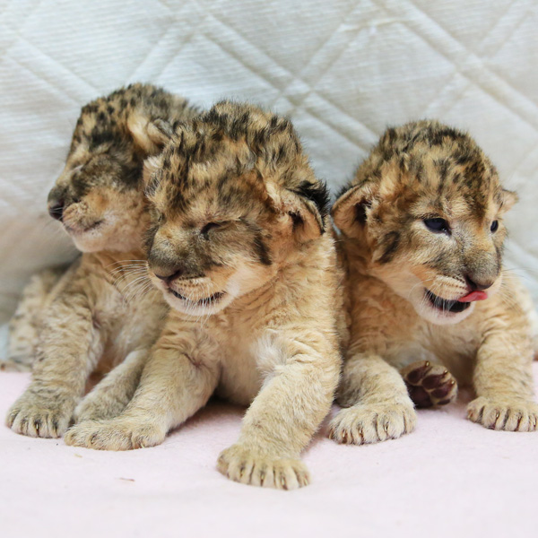 三つ子のライオンが誕生！ - 富士サファリパーク 公式サイト