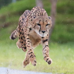 記事「夕暮れに観察するチーターの全力疾走!」の画像