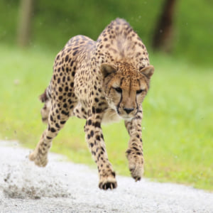 img_icatch_cheetahrun-