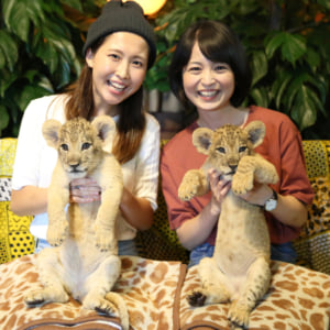 希少なホワイトライオン、4頭そろい踏み オランダ 写真2枚 国際