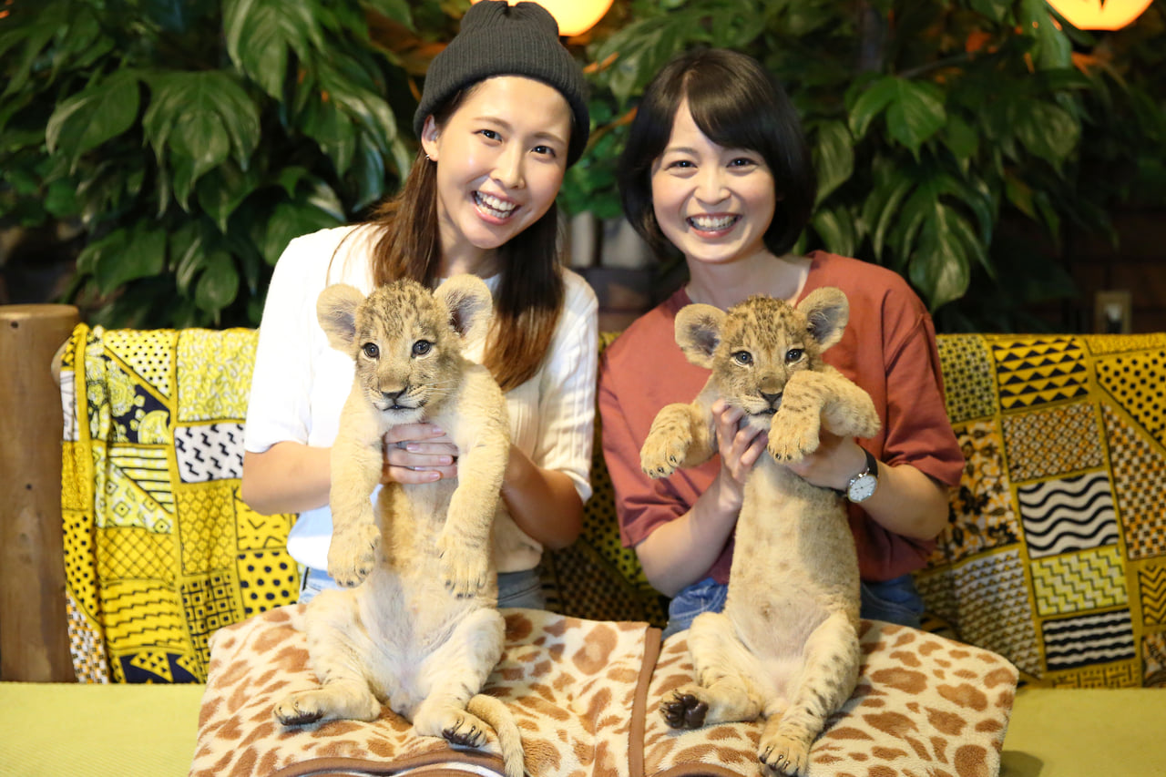 会員限定 ライオンの赤ちゃん プレミアム撮影会 富士サファリパーク 公式サイト