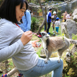 記事「【WEB予約制】限定ツアーで楽しく動物の生態を学ぼう!」の画像