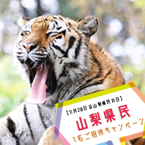 記事「山梨県民 1名ご招待キャンペーン(11月1日から)」の画像