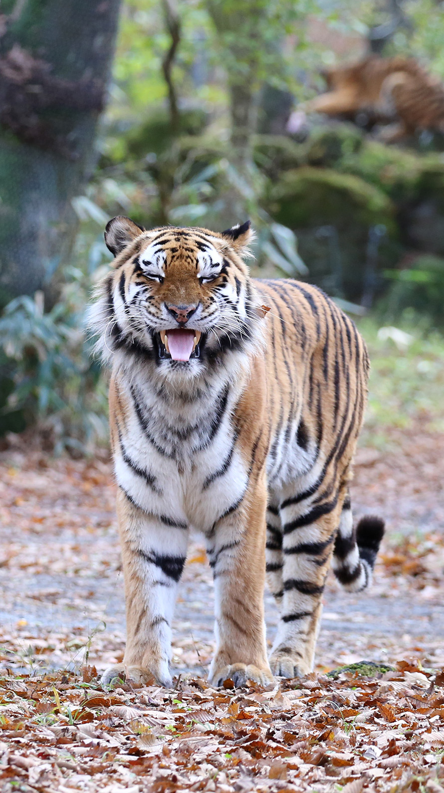 トップ100 かっこいい スマホ 壁紙 動物 イラスト かっこいい 最高の動物画像