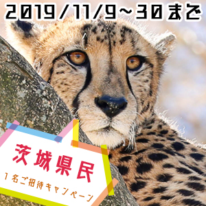 記事「茨城県民 1名ご招待キャンペーン(11月9日から)」の画像
