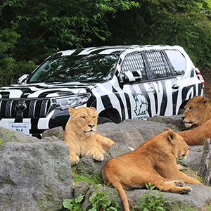 記事「ゼブラ模様の「ナビゲーションカー」で動物に大接近!」の画像
