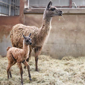 記事「ラマの赤ちゃんが誕生！」の画像