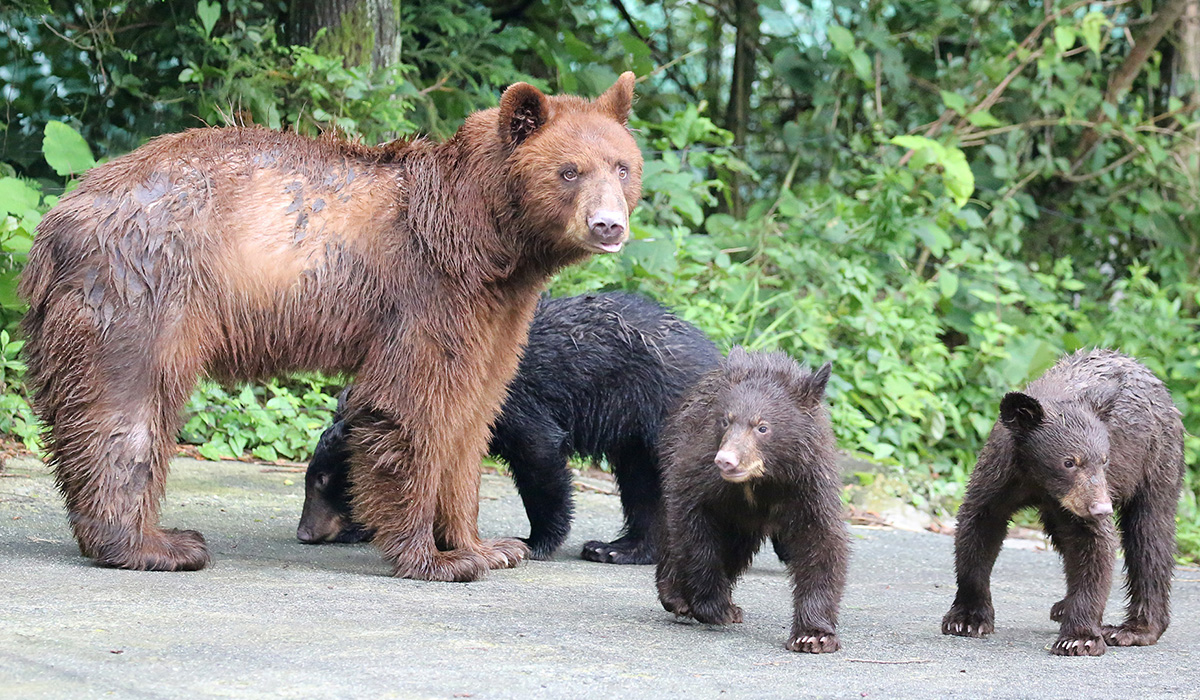 アメリカグマの赤ちゃん誕生 8月4日から公開 富士サファリパーク 公式サイト アメリカグマの赤ちゃん誕生 8月4日から公開 富士サファリパーク 公式サイト
