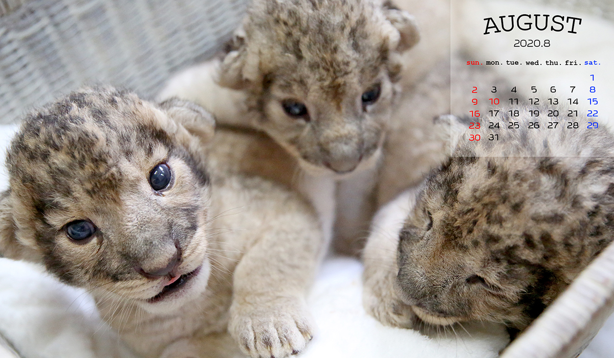 クール 壁紙 ユキヒョウ 赤ちゃん