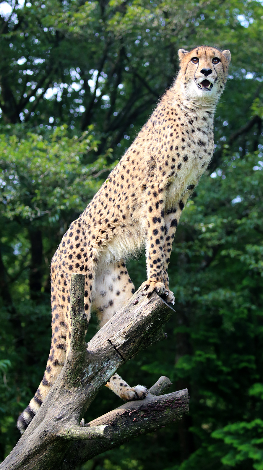 0以上 チーター 壁紙