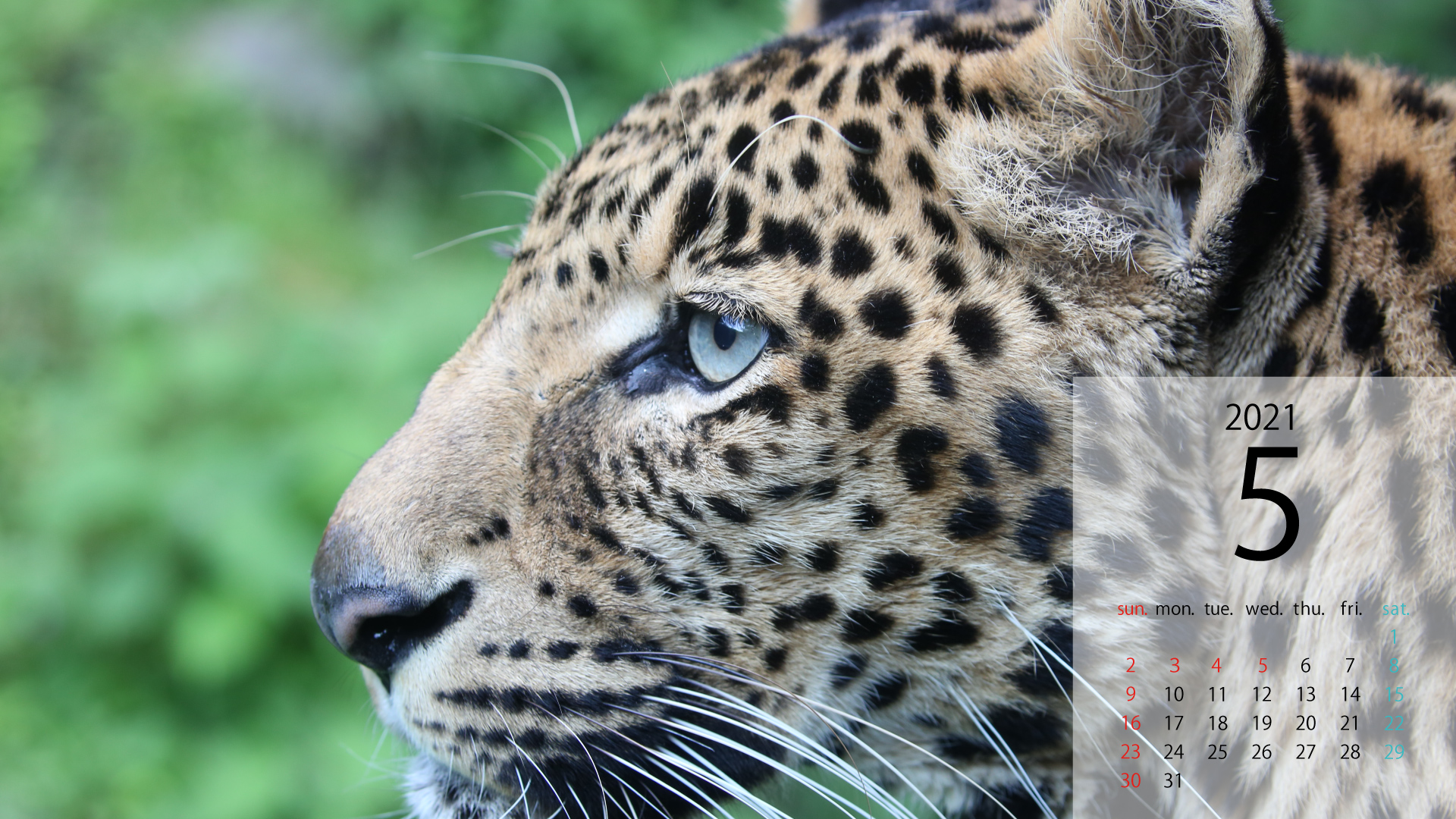 どうぶつ壁紙 富士サファリパーク 公式サイト