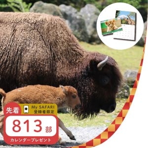 記事「MySAFARI登録者限定 2021年カレンダーお年玉プレゼント!! 1月1日より」の画像